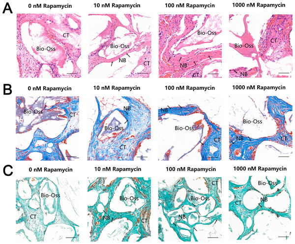 RAPA increased in vivo ectopic bone formation in MSMSCs.