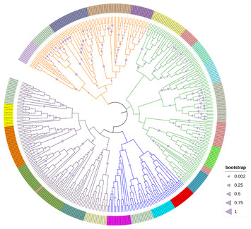 Structural Variation And Evolution Of Chloroplast Trnas In Green Algae 