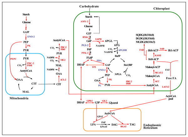 Enzymatic pathways of fatty acid and TAG biosynthesis and the expression of associated genes in response to two levels of salt treatment.