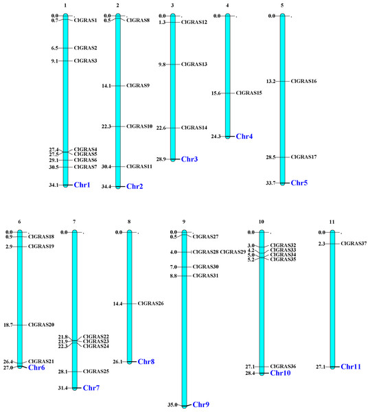 The chromosomal locations of ClGRAS genes in the watermelon genome.