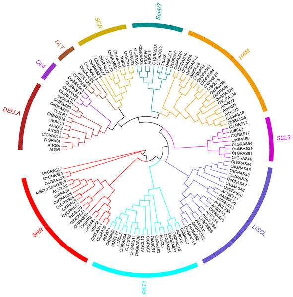 The phylogenetic tree construction of GRAS genes among watermelon, rice and Arabidopsis.