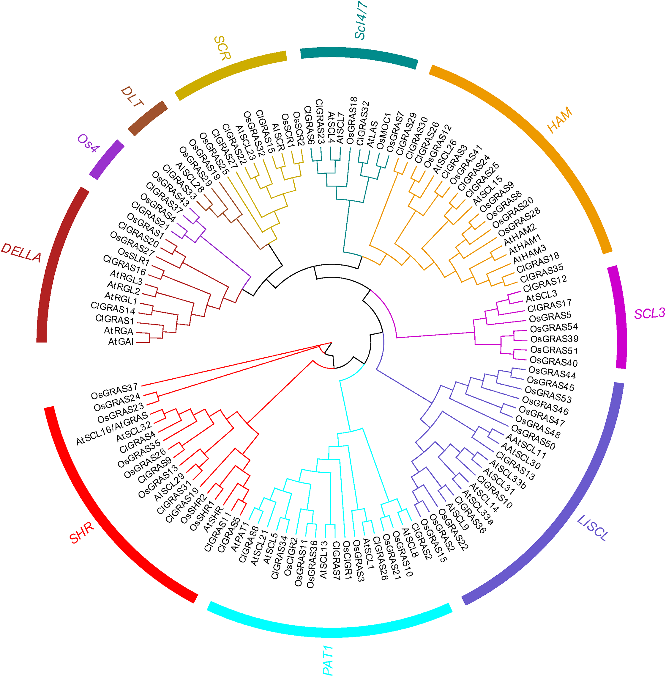 The GRAS gene family in watermelons: identification, characterization ...