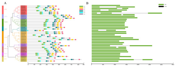 Conserved motifs and Exon-intron structures analysis of the GRAS gene family in watermelon.