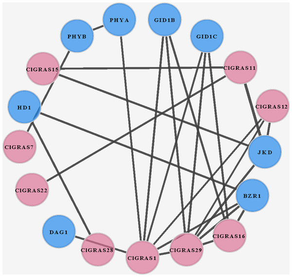 A protein-protein interaction (PPI) networks of watermelon GRAS genes.