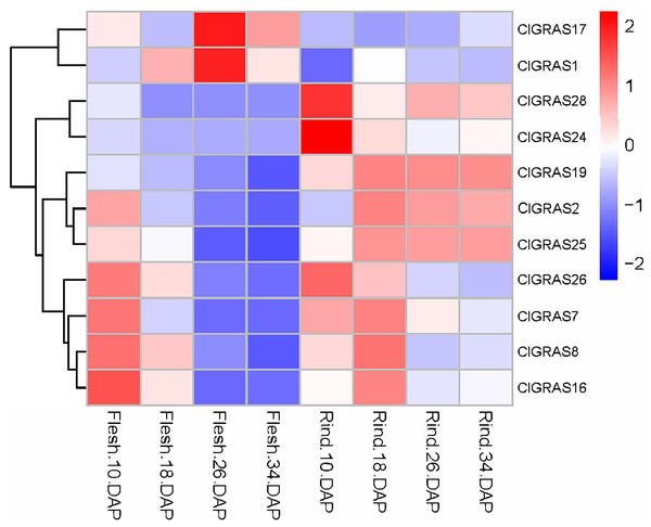 Expression profiles of ClGRAS genes in fruit flesh and rind during watermelon fruit development.