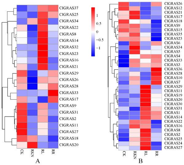 Expression patterns of ClGRAS genes in roots (A) and leaves (B).