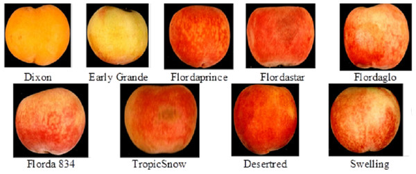 The nine peach (Prunus persica L.) cultivars investigated in this study.