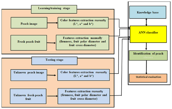The block diagram of proposed methodology for identification and classification of peach varieties.