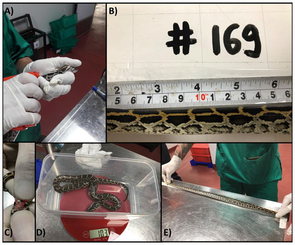 Individually identifying and measuring python hatchlings.