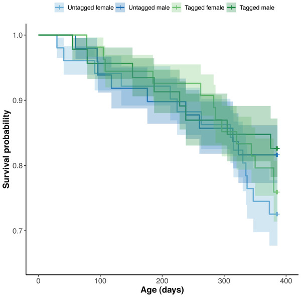Estimated Kaplan–Meier survival curves and their respective 95% confidence intervals for tagged and untagged, and male and female pythons across age (days).