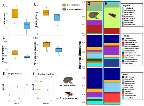 Gut bacterial diversity and composition of Duttaphrynus melanostictus (yellow) and Ptychadena mascareniensis (blue).