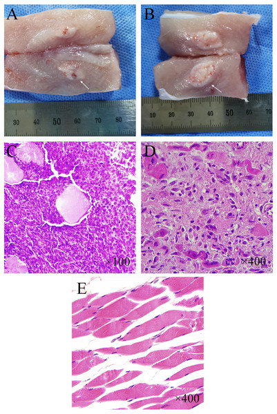 Histological and pathological features of VX-2 tumors.