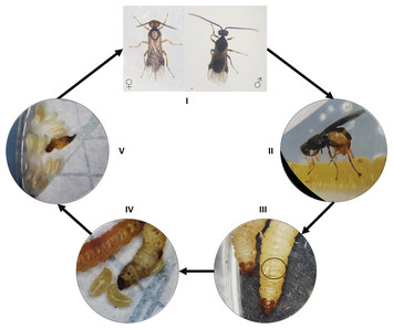 Bracon wasps for ecological pest control–a laboratory experiment [PeerJ]
