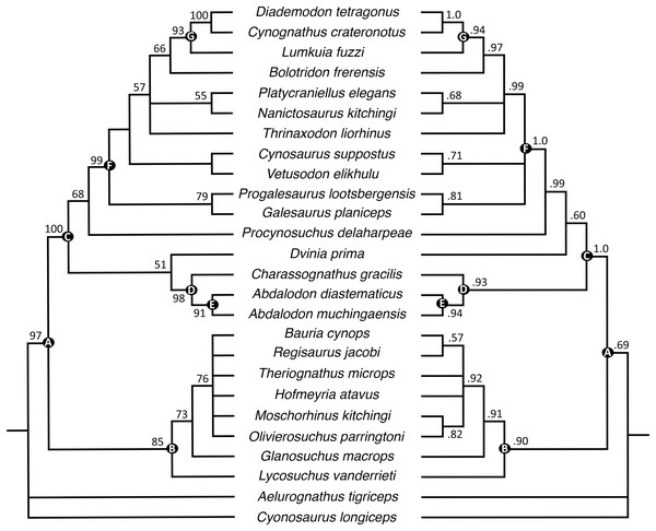 Maximum parsimony strict consensus (left) and Bayesian inference majority rule (right) topologies of Permo-Triassic theriodonts obtained from the phylogenetic analyses.