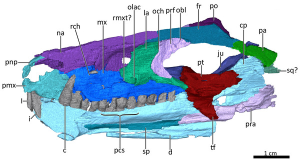 Mid sagittal section through the reconstructed skull and lower jaw of BSPG 1934-VIII-7, with the vomer and palatine digitally removed to show the internal morphology.