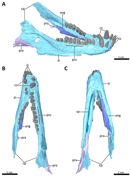 3D reconstruction of the lower jaw of BSPG 1934-VIII-7.