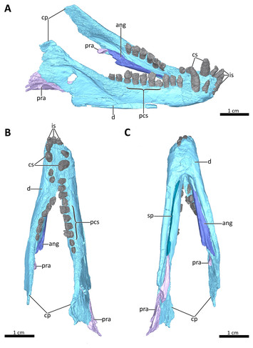 Cranial Anatomy Of Bolotridon Frerensis, An Enigmatic Cynodont From The 