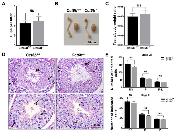 Cct6b−/− mice exhibit normal spermatogenesis.