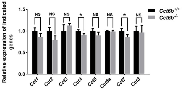 Gene expression changes in the testes of Cct6b−/− mice.