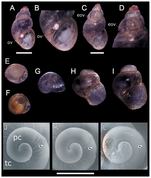 Oviposition pattern and protoconch of Heleobia atacamensis.