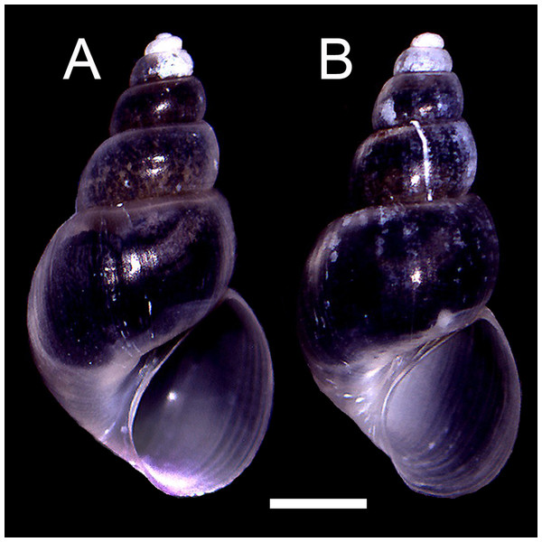 Adult shells of Heleobia atacamensis.