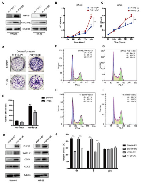 Overexpression of PHF19 promoted CRC cell proliferation in vitro.