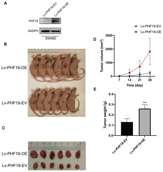Overexpression of PHF19 promoted tumor formation in vivo.