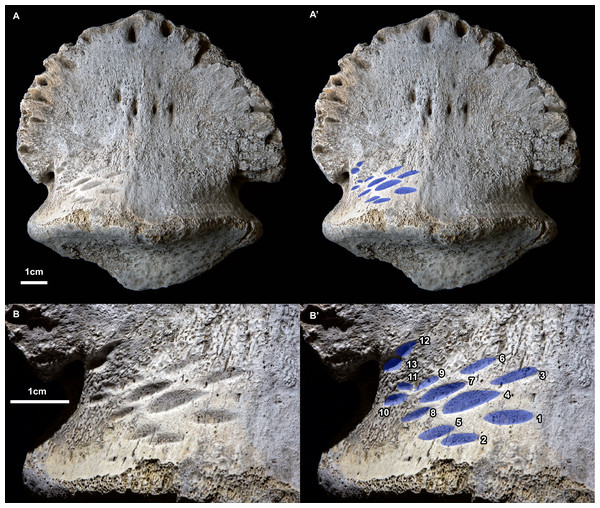 Ammonium chloride powder coated photographs of the hadrosaurid pedal ungual TMP 2018.012.0123 showing bite marks (ventral/plantar view).