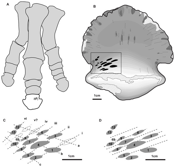 Position and orientation of bite marks on ungual and within hadrosaur pes.
