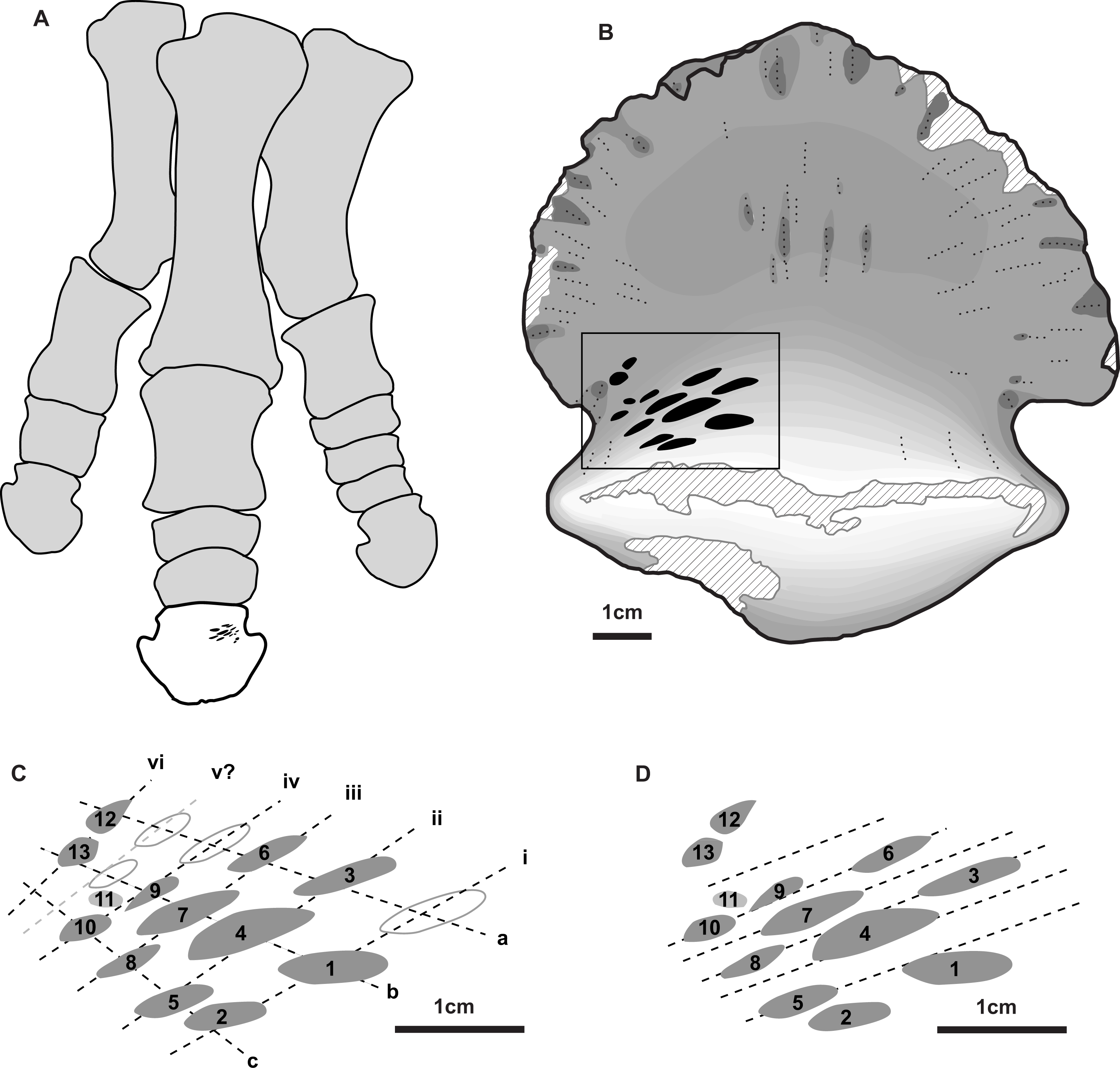 Mean developmental time (d), hind tibia length (µm), and head