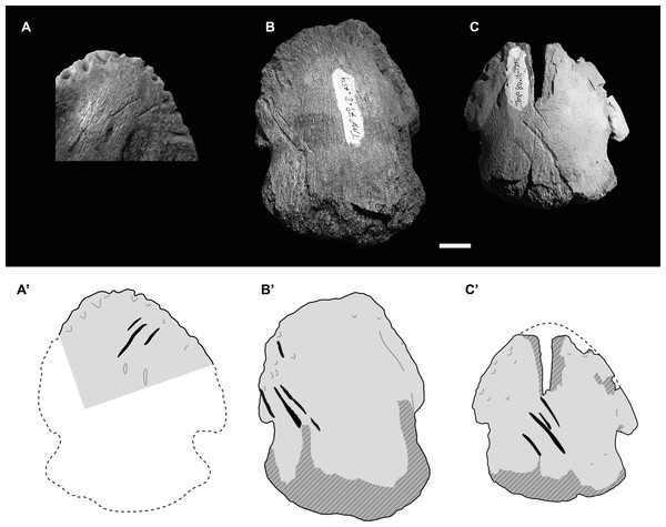 Photographs (upper) and interpretive drawings (lower) of three isolated hadrosaurid pedal unguals with theropod tooth marks.