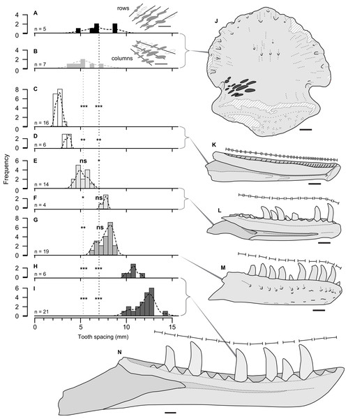 Size comparison of spacing between subsequent tooth marks on TMP 2018.012.0123 (A, B, J), and exemplars of potential theropod trace making taxa (C–I, K–N).