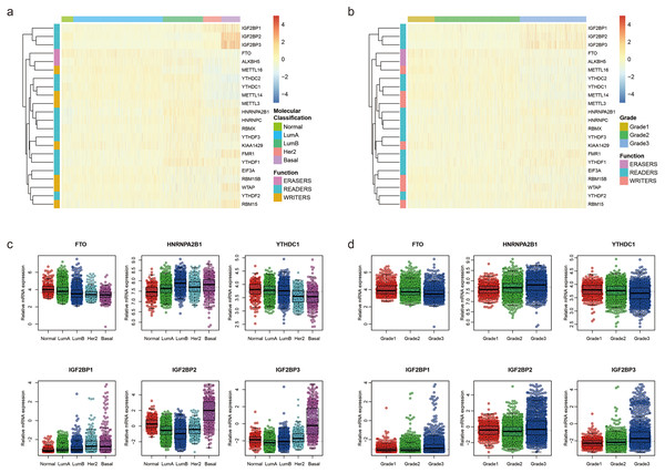 Expression of the 22 m6A RNA methylation regulators in GSE96058.