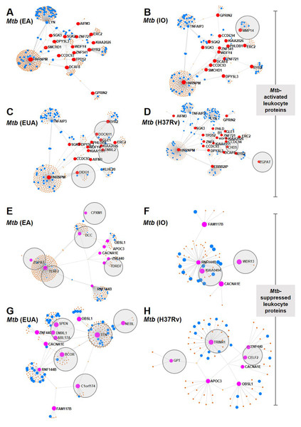 Network analysis of leukocyte proteins activated or suppressed by different lineages of M. tuberculosis.