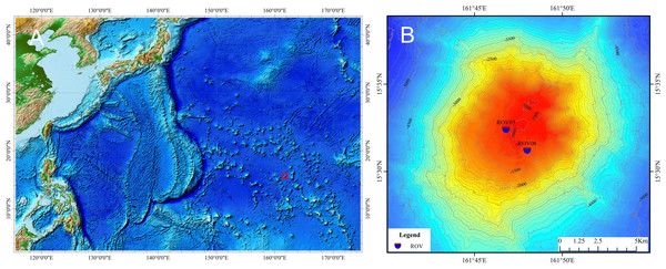 Map of the study seamount (indicated by the small red block) in the northwest Pacific (A) and sampling sites of specimens of ophioplinthacids (B).
