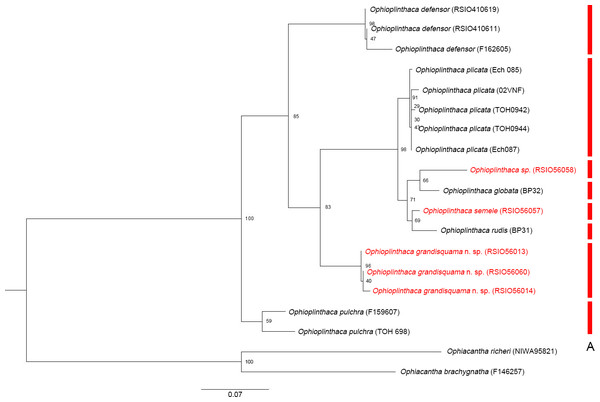 Maximum likelihood tree of the genus Ophioplinthaca based on COI sequences.