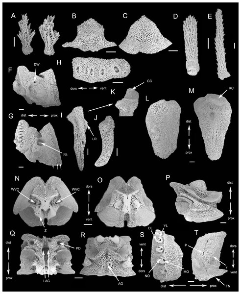 SEM photographs of skeletons of Ophioplinthaca grandisquama n. sp. (Paratype: RSIO56014).