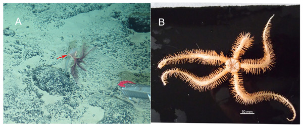 In situ (A) and on board (B) photos of Ophioplinthaca semele.