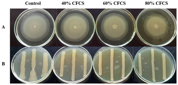 Motility of VPAHPND PSU5591 in different concentration of CFCS of V. alginolyticus BC25.