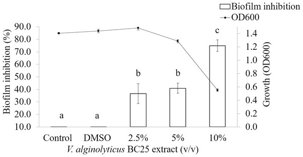 Inhibition of biofilm formation in VPAHPND PSU5591 by different concentration of the V. alginolyticus BC25 extract.
