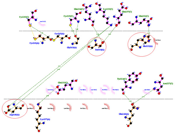 2D representation of interactive residues of RFEA1-fibrin complex using Ligplot.