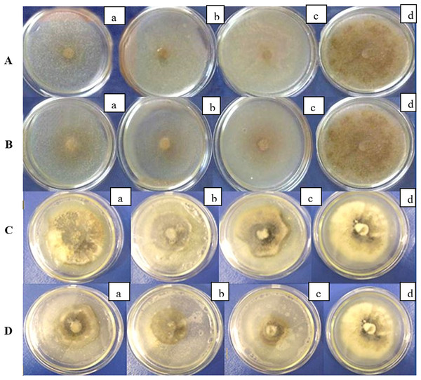 (A, B) Antifungal activity of B. velezensis against R solani in vitro; (C, D) antifungal activity of B. velezensis against D. applanata in vitro. Concentration of bacterial suspension: a-104 CFU/mL, b-105 CFU/mL, c-106 CFU/mL, d–control.