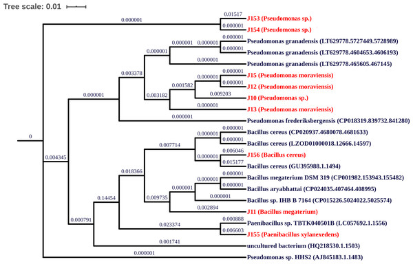 Phylogenetic tree of isolated strains.