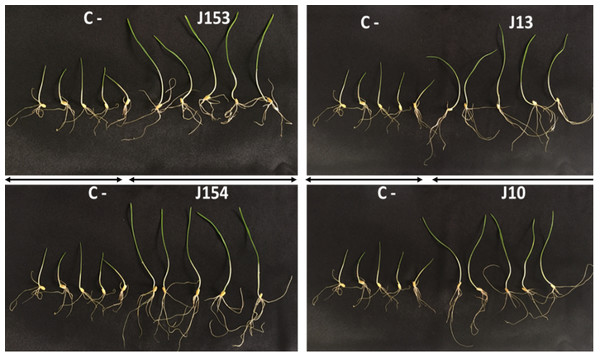 Effect of studied strains on shoots and roots growth.