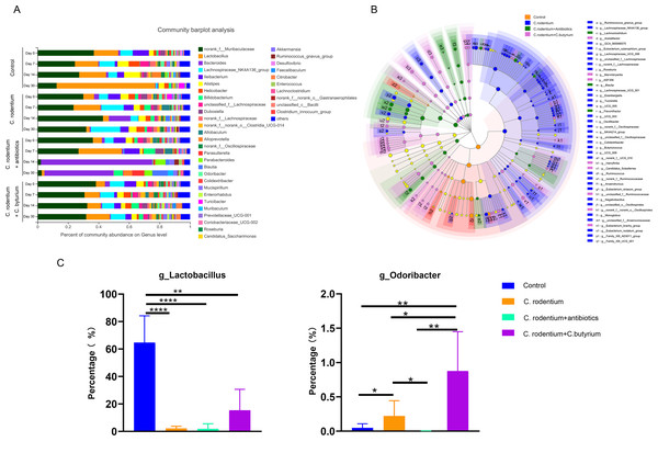 The microbiota composition changed in different groups.