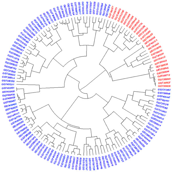 Dendrogram demonstrating the genetic relationships among 141 advanced bread wheat lines based on 14,563 GBS markers.