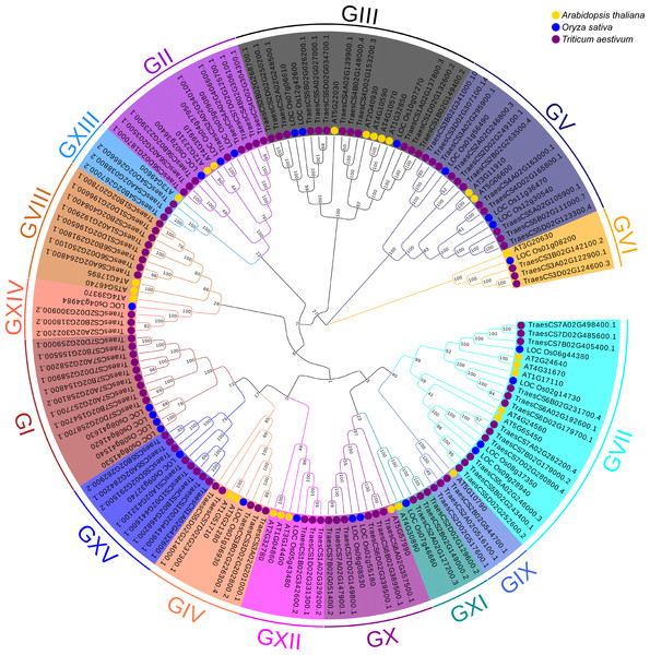 The phylogenetic tree based on alignment of UBP proteins from A. thaliana, O. sativa and T. aestivum.