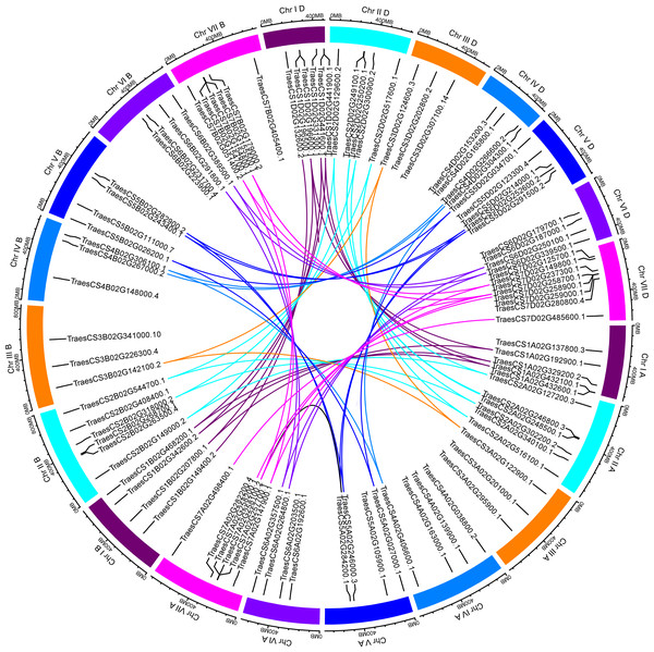 Distribution and duplication events of 97 TaUBPs.