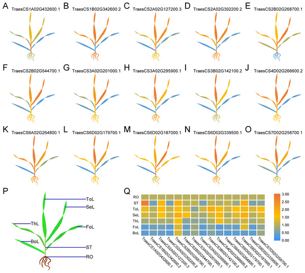 Differential expression of 15 TaUBPs in different tissues of wheat plants by qRT-PCR.