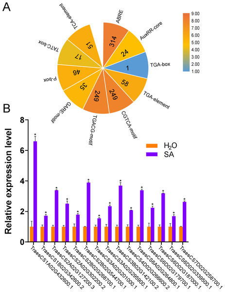 Number of hormone-responsive cis-acting regulatory elements in TaUBPs and relative expression analysis of 15 representative TaUBPs after three hours of SA treatment.